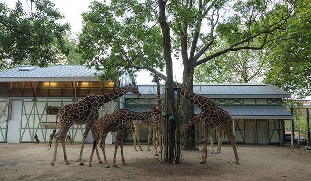 SONY DSC <strong>ZOOmeravonden</strong><br>日程|6月6日(土)〜8月29日(土) ※毎週土曜<br>時間|9:00〜日没<br>入場料|2歳まで無料、3〜9歳 16.5ユーロ、10歳以上 19.95ユーロ<br>会場|Natura Artis Magistra<br />Plantage Kerklaan 38-40, Amsterdam, Netherlands<br />http://www.artis.nl<br /><br>Photographs by YUI Kiyomi (Amsterdam)