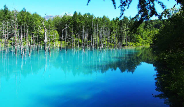十勝岳の麓、美瑛にある観光スポットのひとつ「青い池」に立ち寄り小休憩。