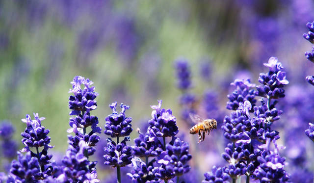 “日本一美しい街”と言われる美瑛から大自然のトマムまで、トータル300kmをマツダ「CX-3」で走った。