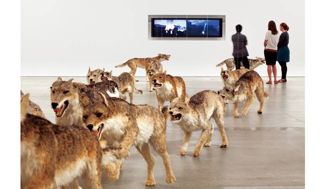 『壁撞き』2006年、 狼のレプリカ（99体）・ガラス、 ドイツ銀行によるコミッション・ワークThe Deutsche Bank CollectionPhoto by Jon Linkins, courtesy: Queensland Art Gallery | Gallery of Modern Art