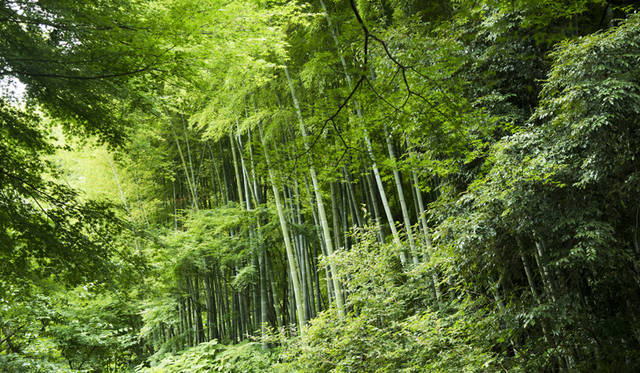 どんだけ庵 北鎌倉　(c) Toru Hiraiwa