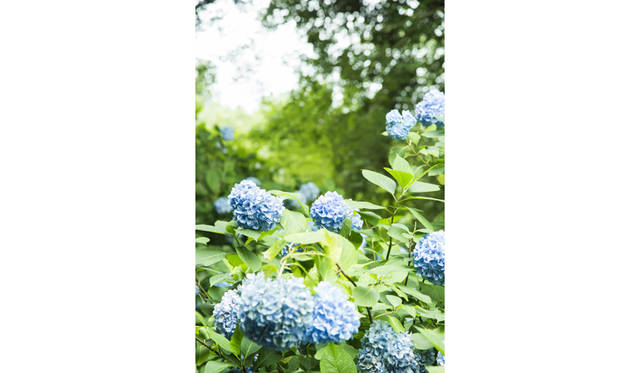 どんだけ庵 北鎌倉　(c) Toru Hiraiwa