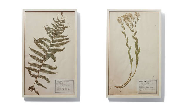 「SLOW HOUSE（スローハウス）二子玉川」　「Pressed Flower Flame」　フランス・クリニャンクールの蚤の市で売られていた押し花をヒノキで一点ずつフレーミングしたアート。壁面にボタニカルな彩りをくわえたい。各1万6200円～