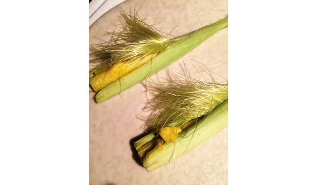 ベイビーコーンの前菜は、一度取り出してゆで、再度さやに入れてうえからバターをかけている凝った一品