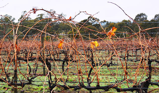 訪れた6月は南半球の冬。ビクトリア州は冷涼で気候が変わりやすいが、ワインづくりには適している