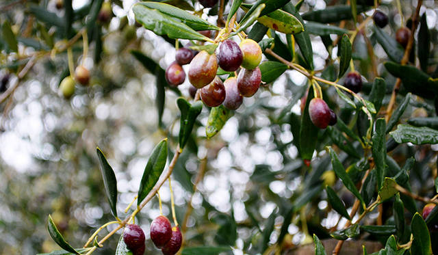 ビクトリア州は、オーストラリアのなかでもワインツーリズムが盛んな場所のひとつ。オリーブやイチゴなど食材も豊か