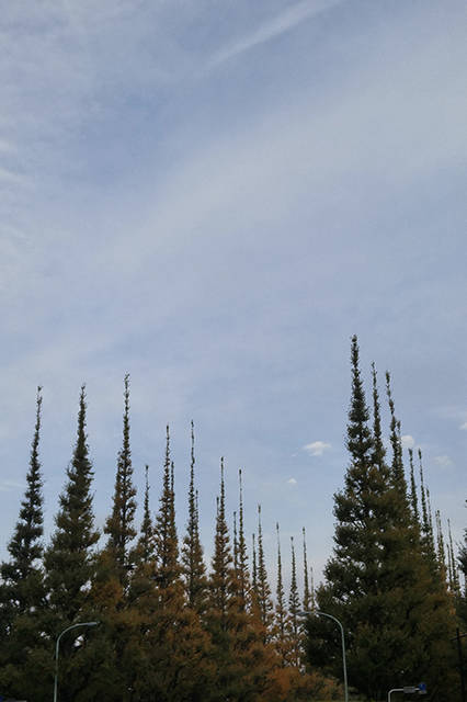 リヒトさんがisai vividを使って撮影した日常の風景