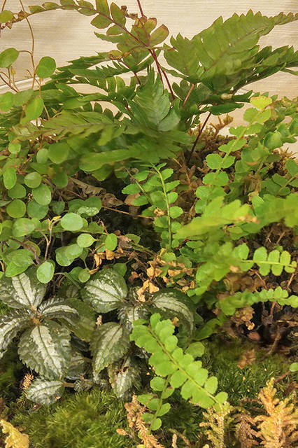 リヒトさんがisai vividを使って撮影した日常の風景