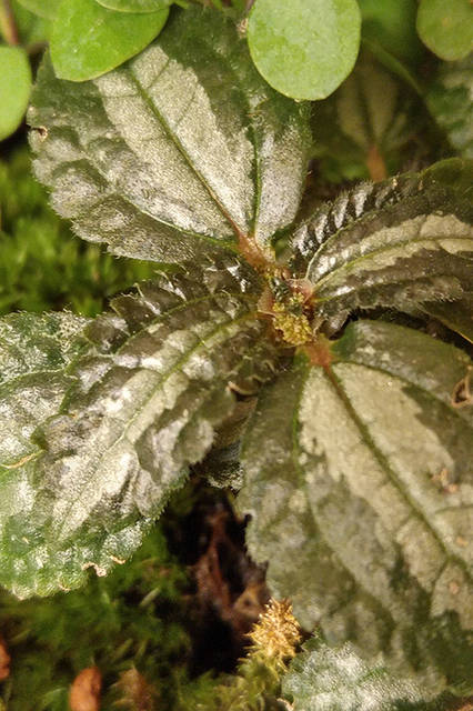 リヒトさんがisai vividを使って撮影した日常の風景