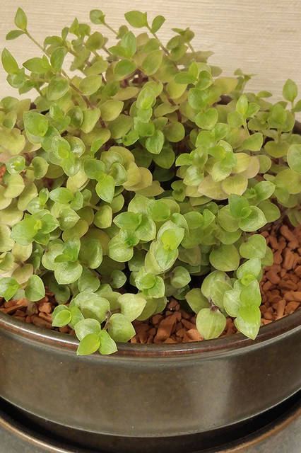 リヒトさんがisai vividを使って撮影した日常の風景