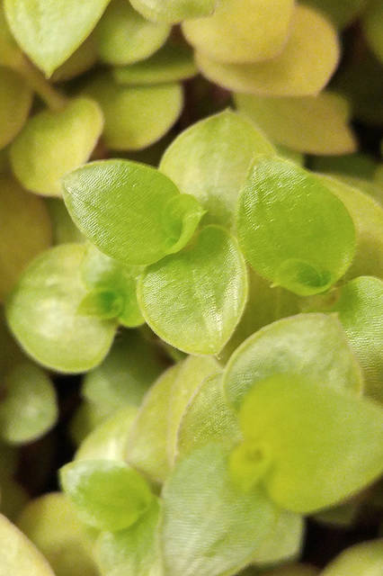 リヒトさんがisai vividを使って撮影した日常の風景