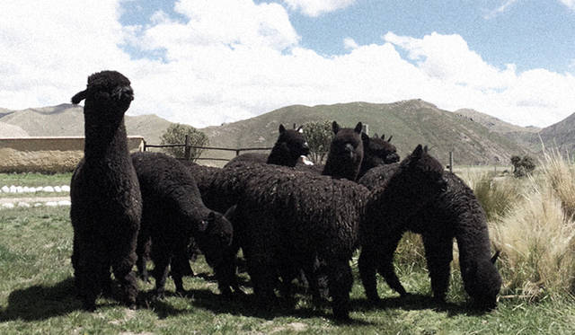 アンデスのブラックアルパカ