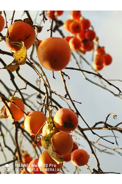 © FUKUOKA HIDETOSHI