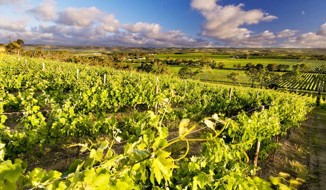 d'Arenberg Winery, McLaren Vale, SA ©d’Arenberg