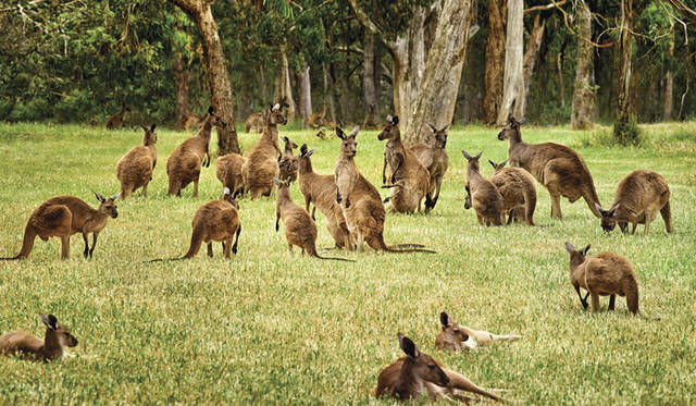 ©South Australian Tourism Commission