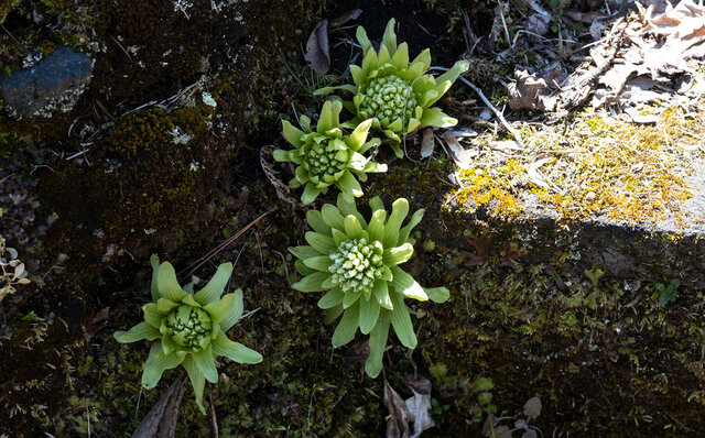 軽井沢の原風景である「谷の集落」を再現 軽井沢の原風景である「谷の集落」を再現