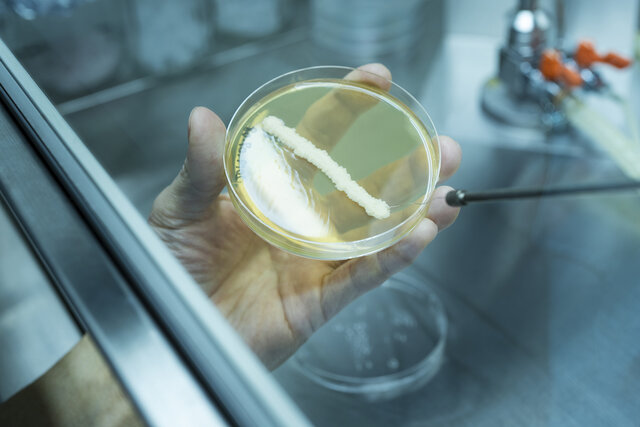 研究_自社酵母開発 研究_自社酵母開発