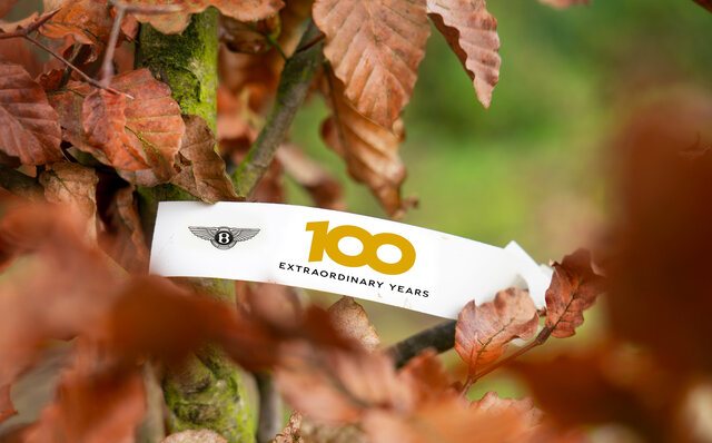 ベントレーが100本の苗木を植樹 ベントレーが100本の苗木を植樹
