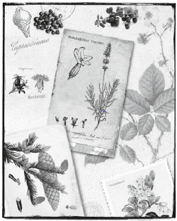 MONKEY 47 モンキー47