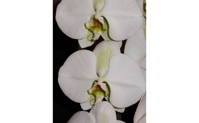 「TOKYO MOON」10周年 「TOKYO MOON」10周年