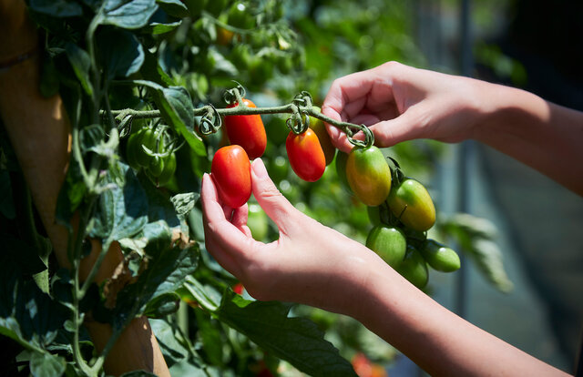 TRAVEL 星野リゾート　リゾナーレ八ヶ岳