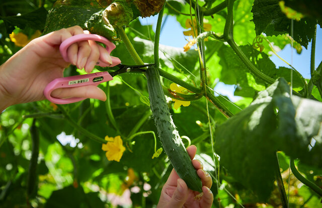TRAVEL 星野リゾート　リゾナーレ八ヶ岳