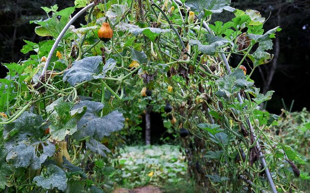 星野リゾート リゾナーレ那須 星野リゾート リゾナーレ那須