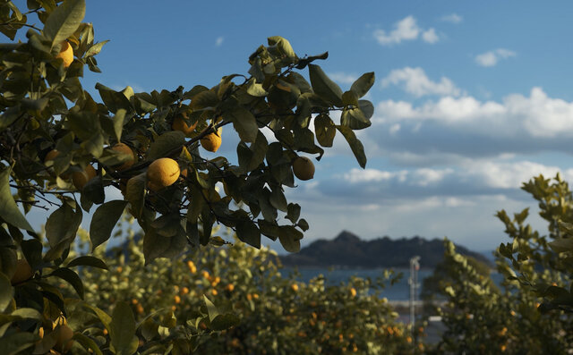 プレミアムアイス専門店「POIRE des rois GINZA」がオンラインバーチャルショップをオープン|EAT プレミアムアイス専門店「POIRE des rois GINZA」がオンラインバーチャルショップをオープン|EAT