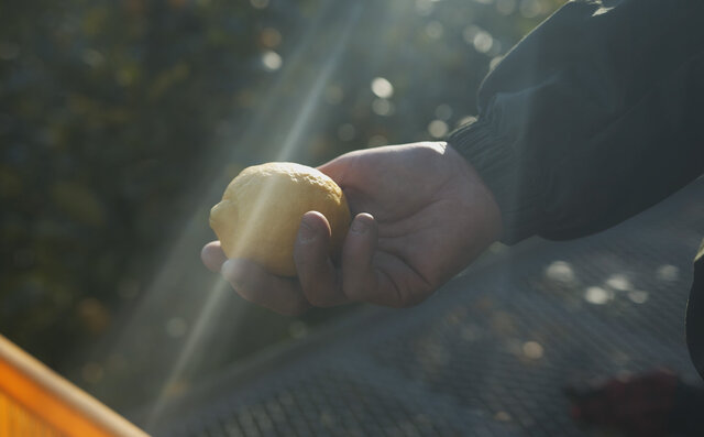 プレミアムアイス専門店「POIRE des rois GINZA」がオンラインバーチャルショップをオープン|EAT プレミアムアイス専門店「POIRE des rois GINZA」がオンラインバーチャルショップをオープン|EAT