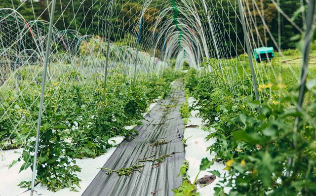 連載 第1回　森のグラン・オーベルジュ「THE HIRAMATSU 軽井沢 御代田」とは？　その秘密に迫る！｜HIRAMATSU HOTELS