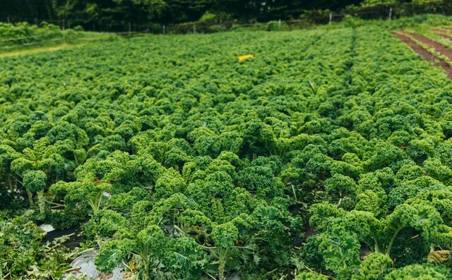 連載 第1回　森のグラン・オーベルジュ「THE HIRAMATSU 軽井沢 御代田」とは？　その秘密に迫る！｜HIRAMATSU HOTELS