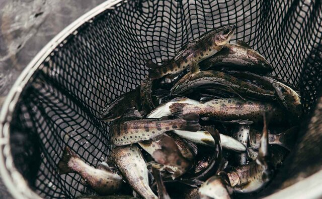 連載 第1回　森のグラン・オーベルジュ「THE HIRAMATSU 軽井沢 御代田」とは？　その秘密に迫る！｜HIRAMATSU HOTELS