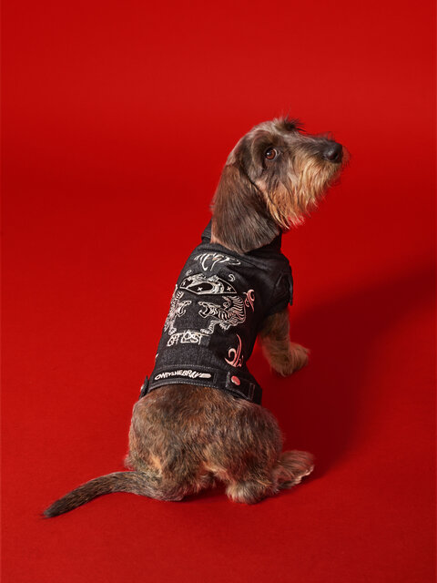 ディーゼル初、大胆さを備えたドッグウェアコレクションが登場|DIESEL ディーゼル初、大胆さを備えたドッグウェアコレクションが登場|DIESEL