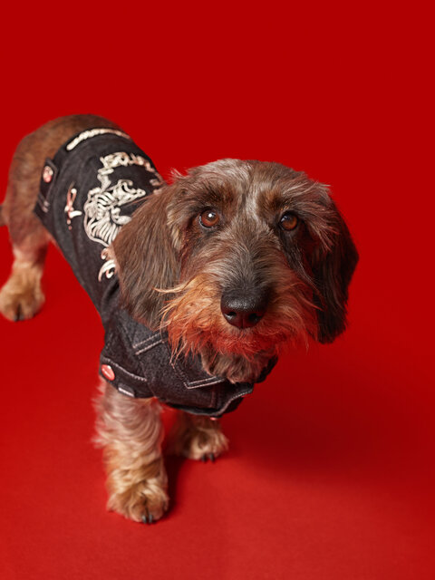 ディーゼル初、大胆さを備えたドッグウェアコレクションが登場|DIESEL ディーゼル初、大胆さを備えたドッグウェアコレクションが登場|DIESEL