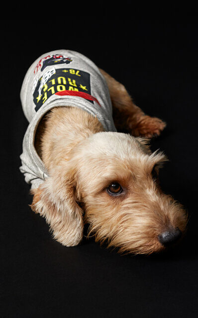 ディーゼル初、大胆さを備えたドッグウェアコレクションが登場|DIESEL ディーゼル初、大胆さを備えたドッグウェアコレクションが登場|DIESEL