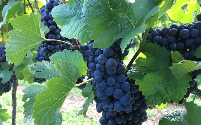 「ドメーヌ ミエ・イケノ」のミレジムを宿泊者限定で販売｜TRAVEL