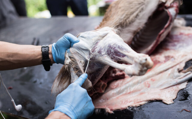 命をいただくことの重みを学び、狩猟や解体の技術を見学する“大人の食育”｜TRAVEL