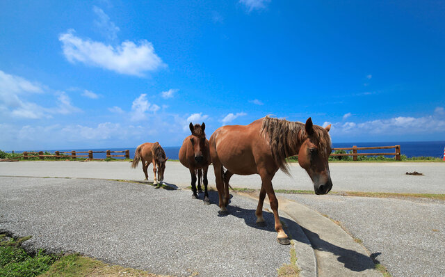 与那国島の黒糖の個性を引き出した、沖縄のラムづくりプロジェクトチーム「ONERUM」による新作限定ラム|EAT 与那国島の黒糖の個性を引き出した、沖縄のラムづくりプロジェクトチーム「ONERUM」による新作限定ラム|EAT