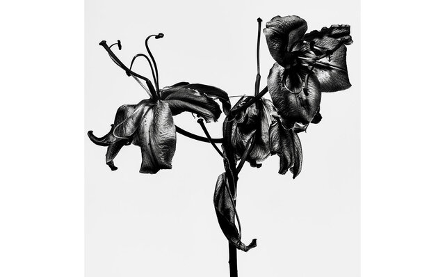 写真家・⽥島⼀成氏が魅せる、枯れゆく花々をモノクロの世界で表現した「WITHERED FLOWERS BLACK」開催中|ART 写真家・⽥島⼀成氏が魅せる、枯れゆく花々をモノクロの世界で表現した「WITHERED FLOWERS BLACK」開催中|ART