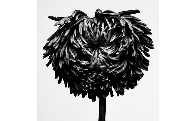 写真家・⽥島⼀成氏が魅せる、枯れゆく花々をモノクロの世界で表現した「WITHERED FLOWERS BLACK」開催中|ART 写真家・⽥島⼀成氏が魅せる、枯れゆく花々をモノクロの世界で表現した「WITHERED FLOWERS BLACK」開催中|ART