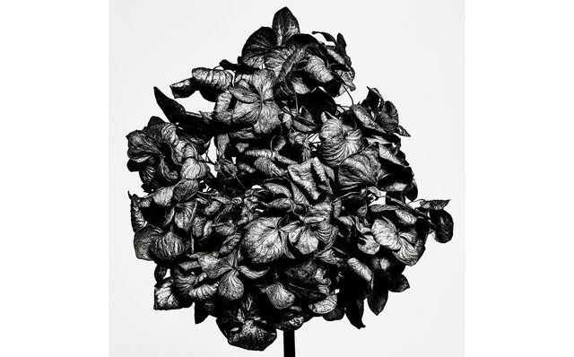 写真家・⽥島⼀成氏が魅せる、枯れゆく花々をモノクロの世界で表現した「WITHERED FLOWERS BLACK」開催中|ART 写真家・⽥島⼀成氏が魅せる、枯れゆく花々をモノクロの世界で表現した「WITHERED FLOWERS BLACK」開催中|ART