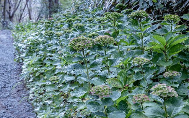 訪れる度に変化を魅せる大自然の中のガーデン「ニコライ バーグマン 箱根 ガーデンズ」|TRAVEL 訪れる度に変化を魅せる大自然の中のガーデン「ニコライ バーグマン 箱根 ガーデンズ」|TRAVEL