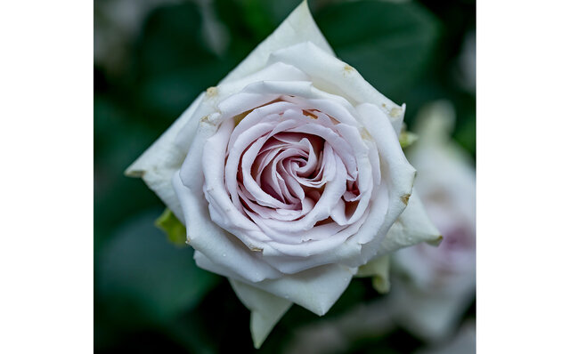 訪れる度に変化を魅せる大自然の中のガーデン「ニコライ バーグマン 箱根 ガーデンズ」|TRAVEL 訪れる度に変化を魅せる大自然の中のガーデン「ニコライ バーグマン 箱根 ガーデンズ」|TRAVEL