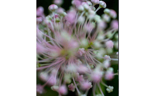 訪れる度に変化を魅せる大自然の中のガーデン「ニコライ バーグマン 箱根 ガーデンズ」|TRAVEL 訪れる度に変化を魅せる大自然の中のガーデン「ニコライ バーグマン 箱根 ガーデンズ」|TRAVEL