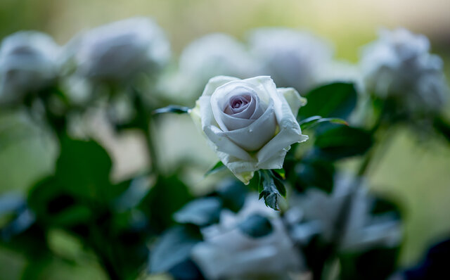 訪れる度に変化を魅せる大自然の中のガーデン「ニコライ バーグマン 箱根 ガーデンズ」|TRAVEL 訪れる度に変化を魅せる大自然の中のガーデン「ニコライ バーグマン 箱根 ガーデンズ」|TRAVEL