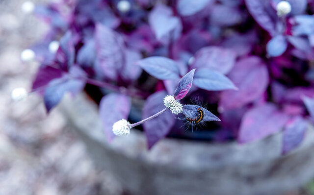 訪れる度に変化を魅せる大自然の中のガーデン「ニコライ バーグマン 箱根 ガーデンズ」|TRAVEL 訪れる度に変化を魅せる大自然の中のガーデン「ニコライ バーグマン 箱根 ガーデンズ」|TRAVEL