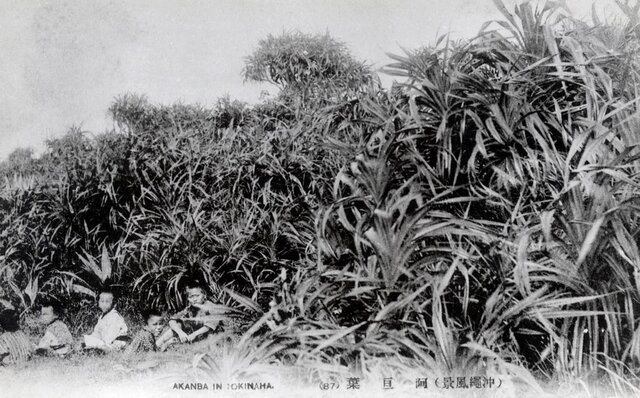 失われた伝統の継承。メゾンバースが琉球パナマ帽のPOP UPを開催 |Ryukyu Panama by MAISON Birth 失われた伝統の継承。メゾンバースが琉球パナマ帽のPOP UPを開催 |Ryukyu Panama by MAISON Birth