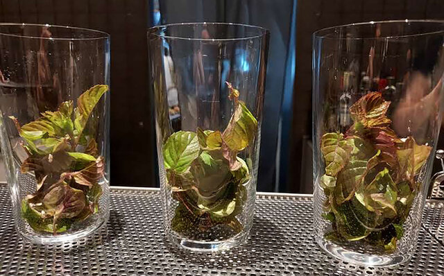 酒粕がクラフトジンに。サステナブルを実現する東京リバーサイド蒸溜所|EAT 酒粕がクラフトジンに。サステナブルを実現する東京リバーサイド蒸溜所|EAT