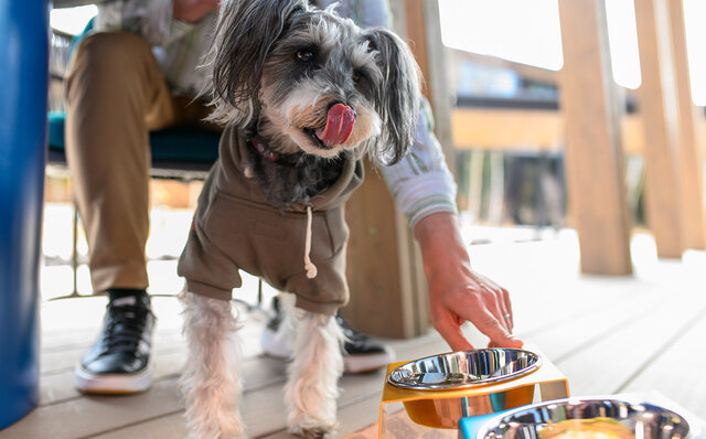 愛犬とともに軽井沢の自然を満喫するドッグフレンドリーテラスがオープン|HOTEL INDIGO KARUIZAWA 愛犬とともに軽井沢の自然を満喫するドッグフレンドリーテラスがオープン|HOTEL INDIGO KARUIZAWA