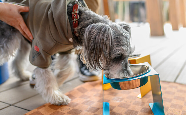 愛犬とともに軽井沢の自然を満喫するドッグフレンドリーテラスがオープン|HOTEL INDIGO KARUIZAWA 愛犬とともに軽井沢の自然を満喫するドッグフレンドリーテラスがオープン|HOTEL INDIGO KARUIZAWA
